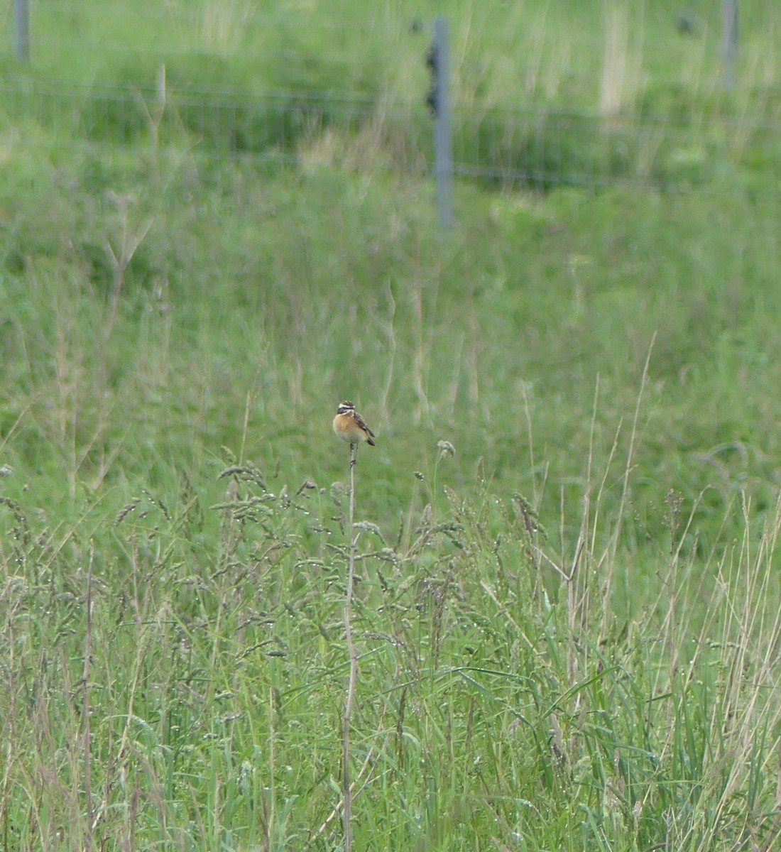 Whinchat - Simon  Allen