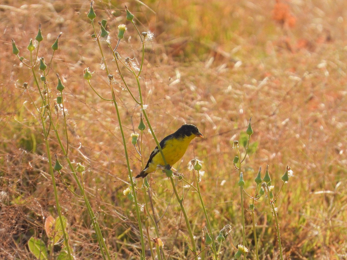 Lesser Goldfinch - Javier Lucio