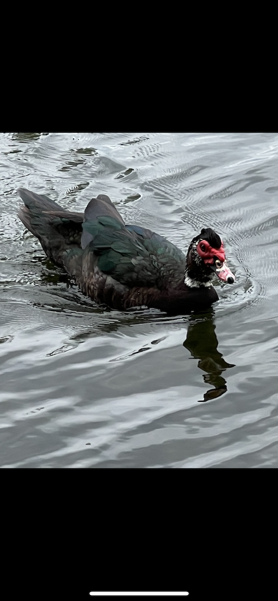 Muscovy Duck (Domestic type) - David Buckles