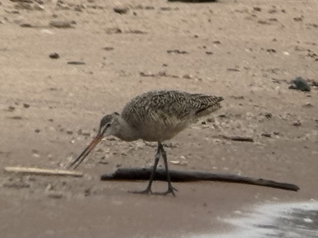 břehouš velký - ML619624983