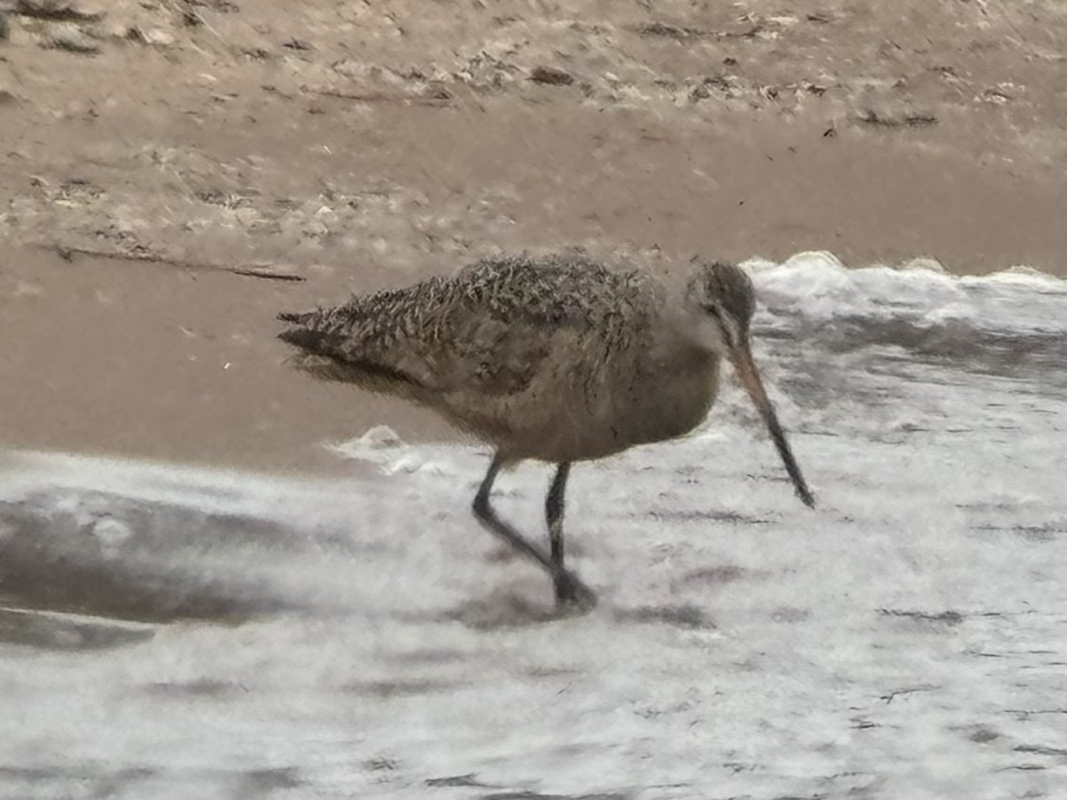 břehouš velký - ML619624984