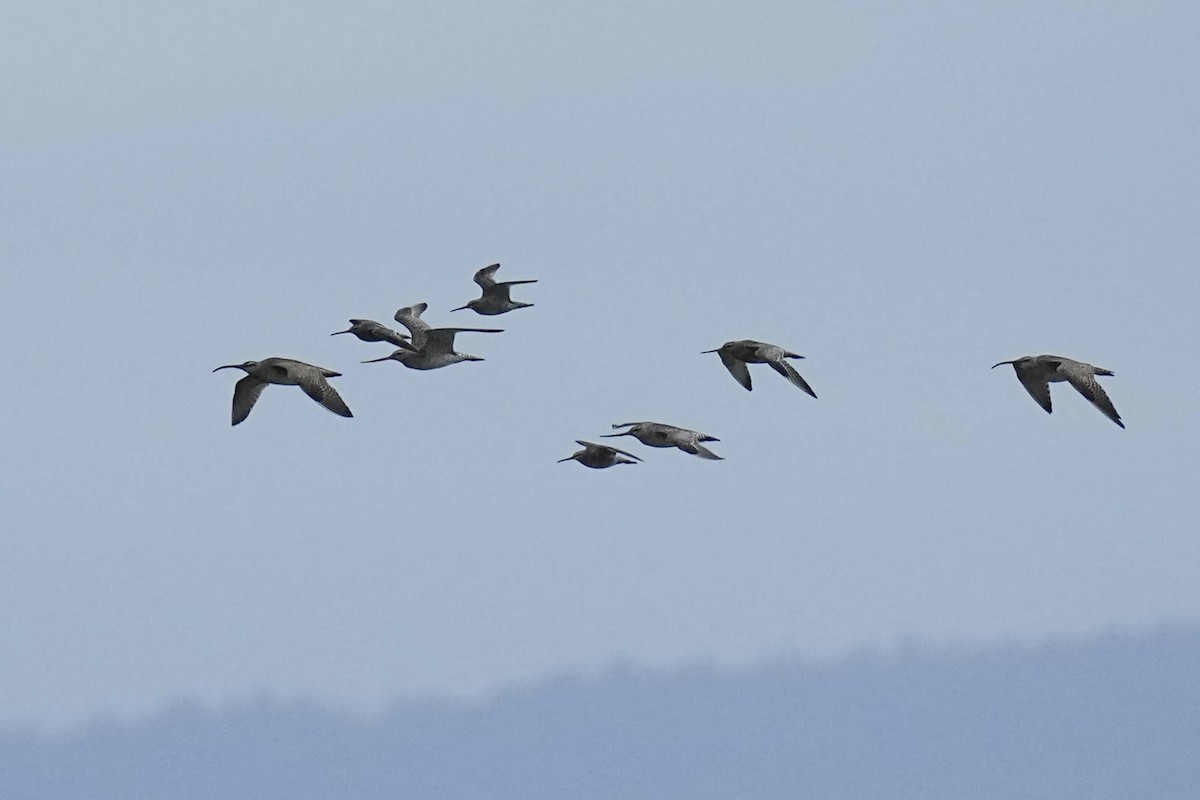 Bar-tailed Godwit - ML619624987