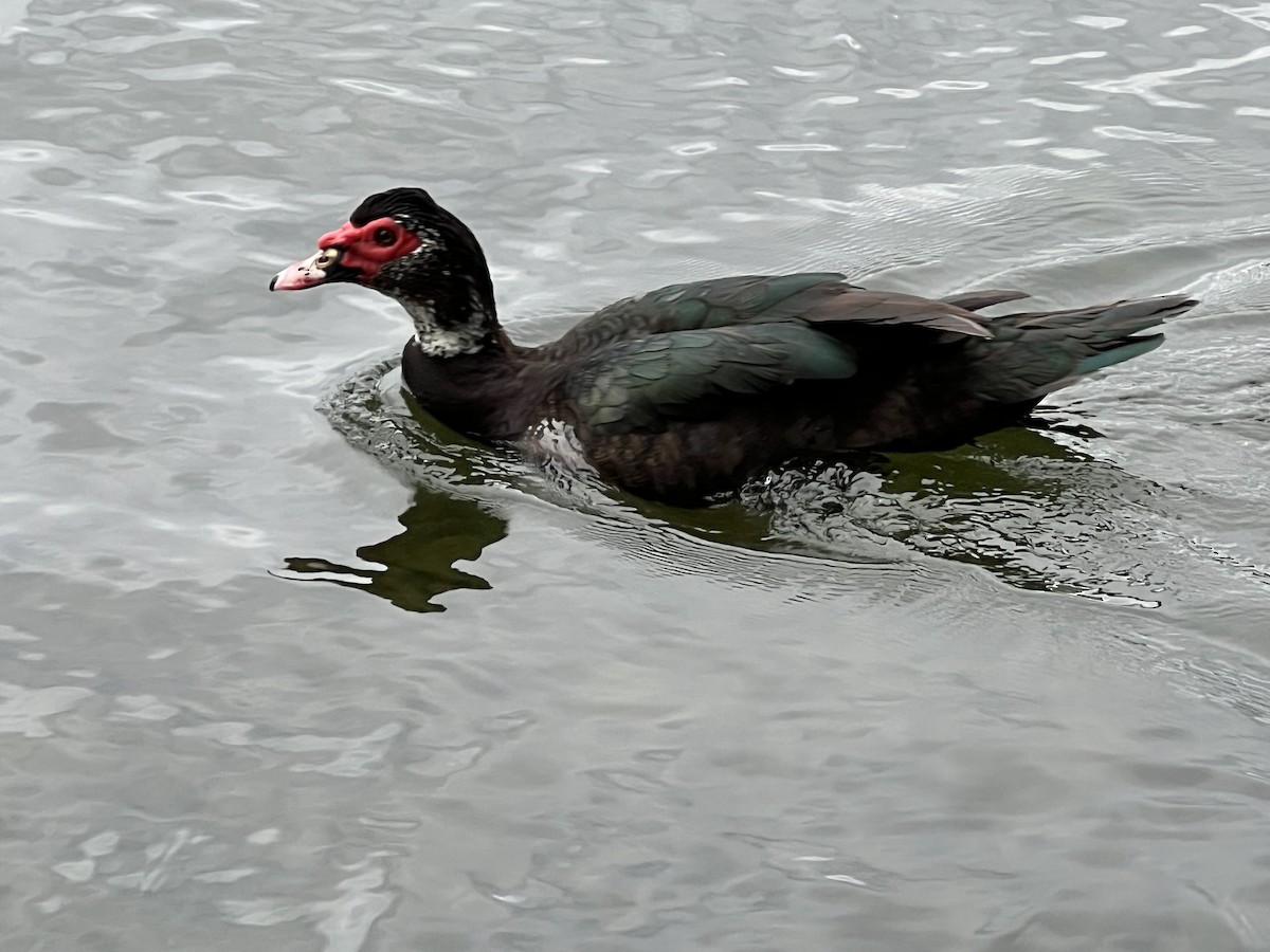 Muscovy Duck (Domestic type) - ML619624988