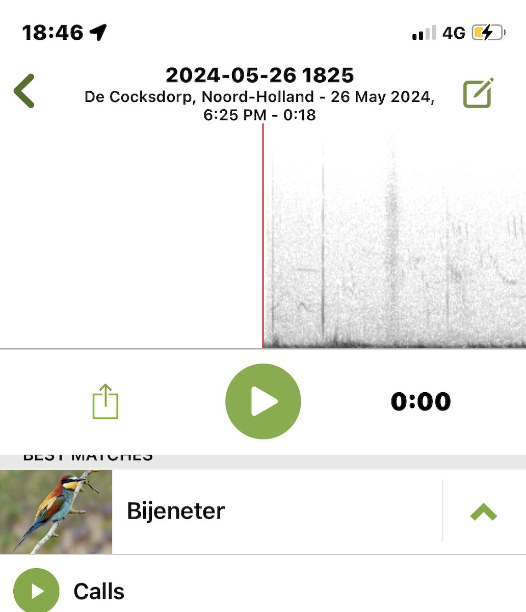 European Bee-eater - ML619624989