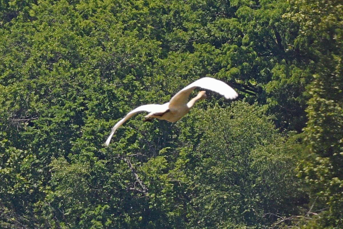 Tundra Swan - Jim Ivett