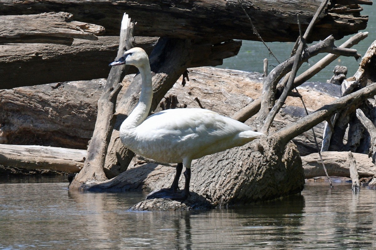 Tundra Swan - Jim Ivett