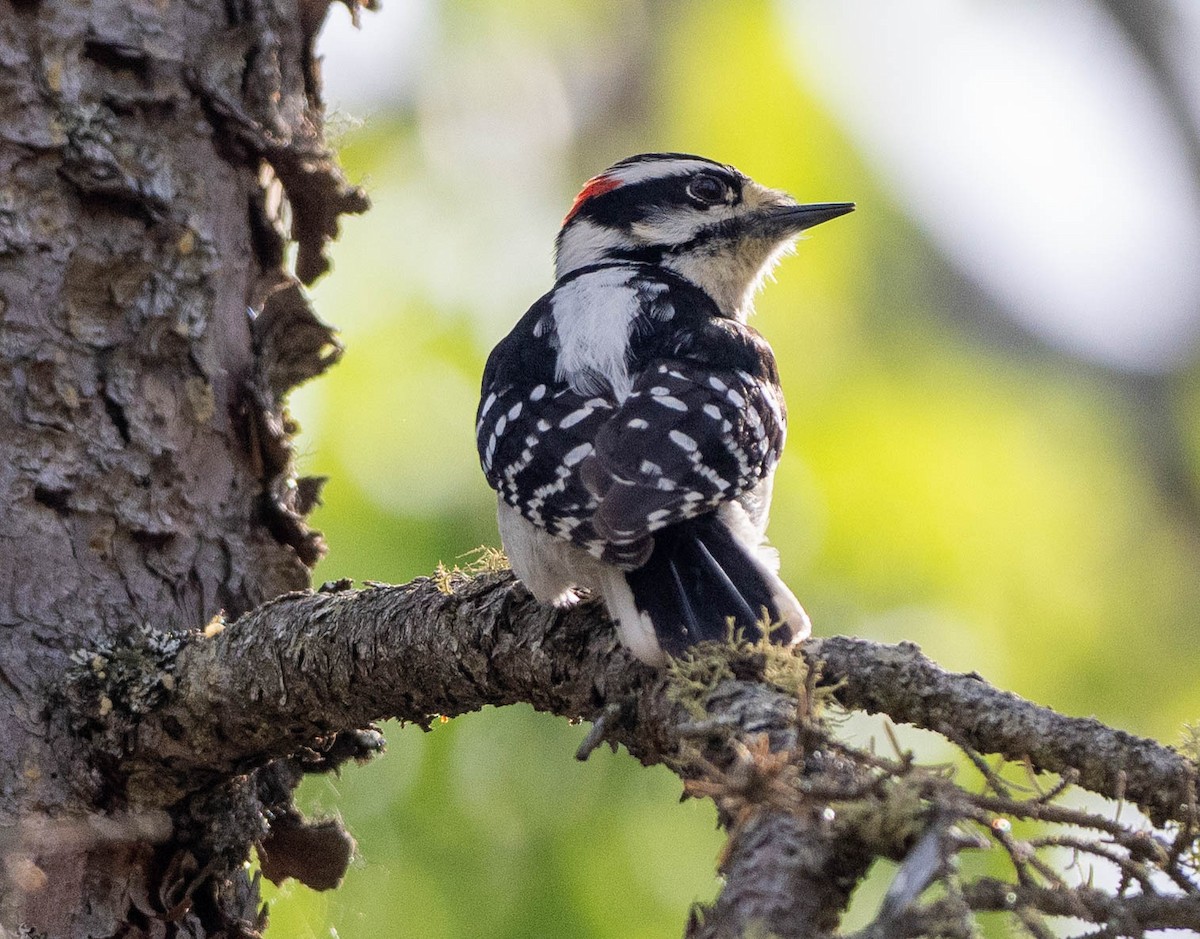 Downy Woodpecker - ML619624993