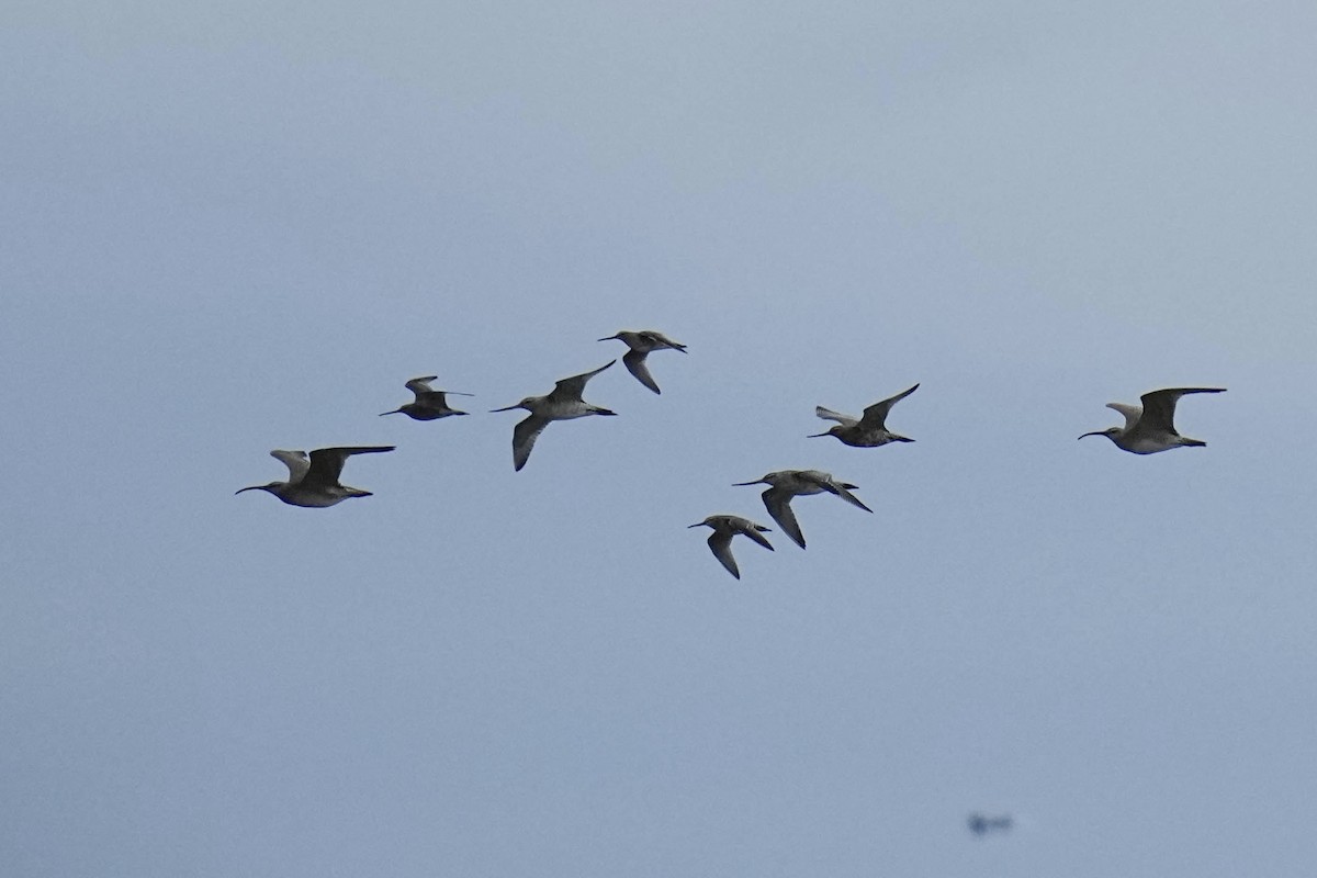 Bar-tailed Godwit - Sabine Jessen