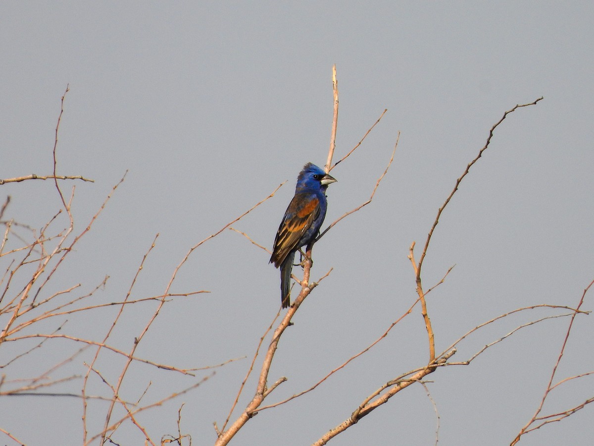 Blue Grosbeak - Javier Lucio