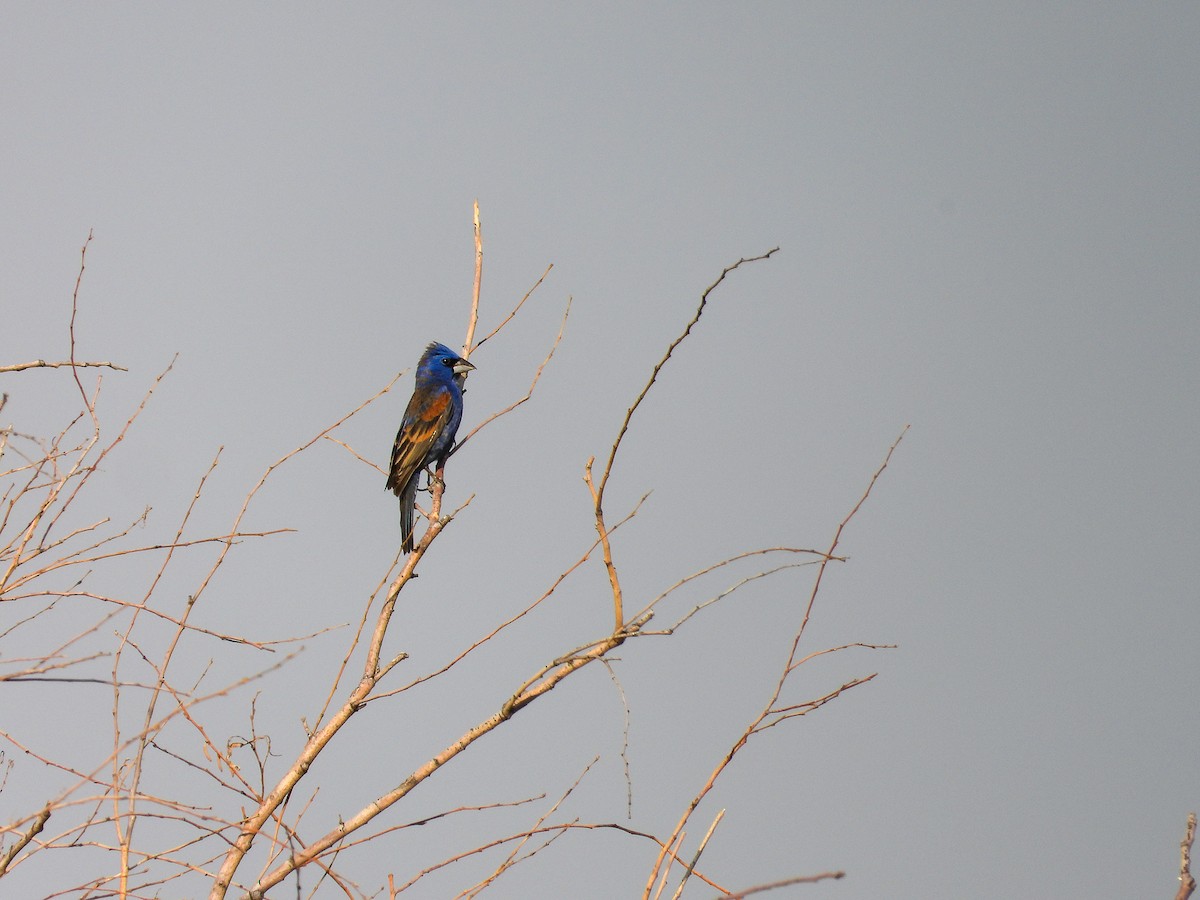 Blue Grosbeak - Javier Lucio