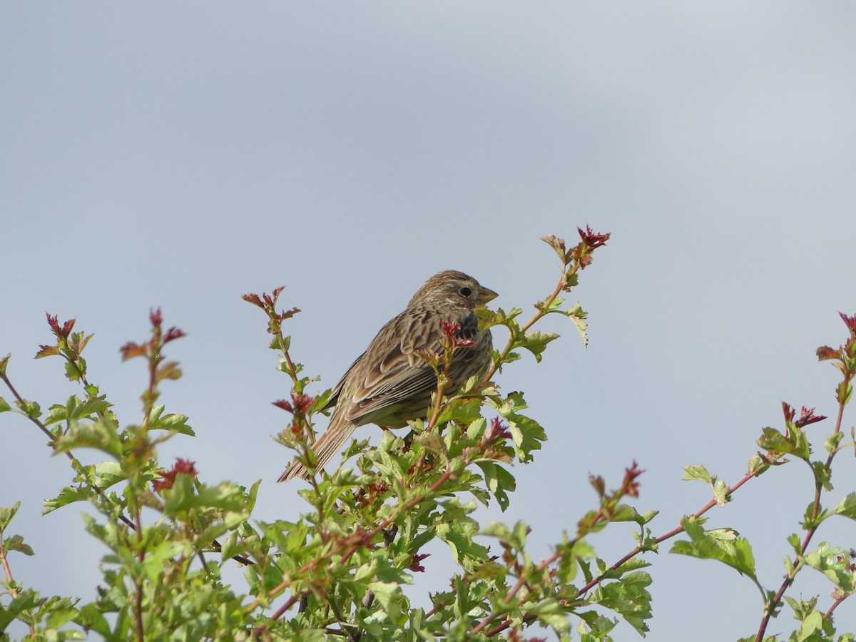 Corn Bunting - ML619625008