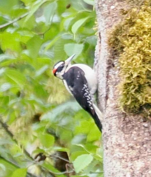 Hairy Woodpecker - Conrad Dark