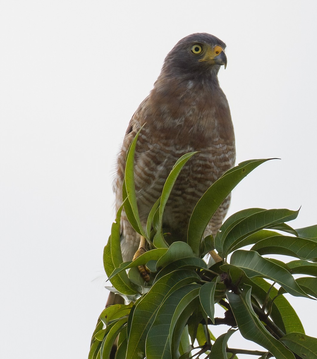 Roadside Hawk - José Martín