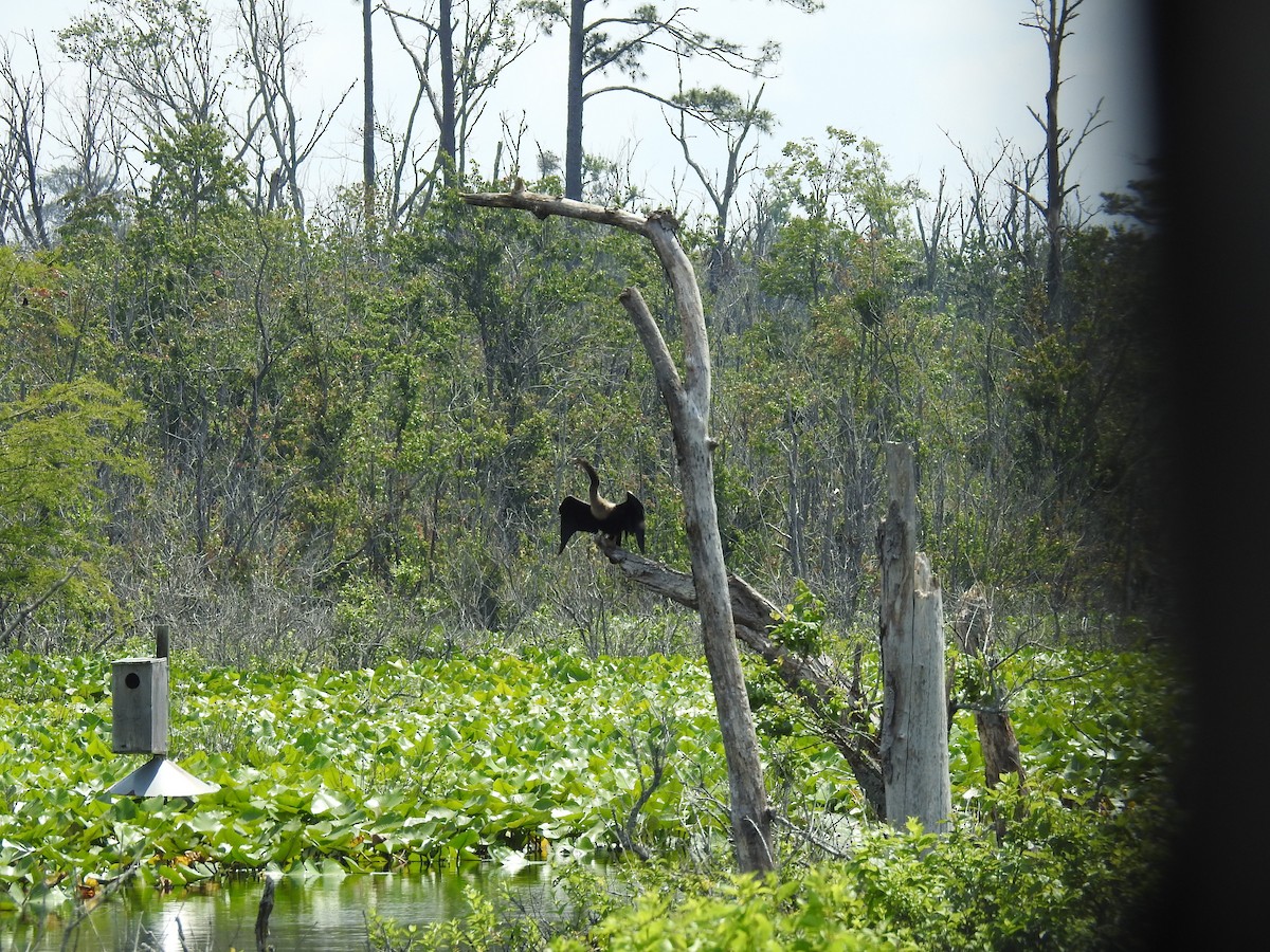 Anhinga - Laura Mae