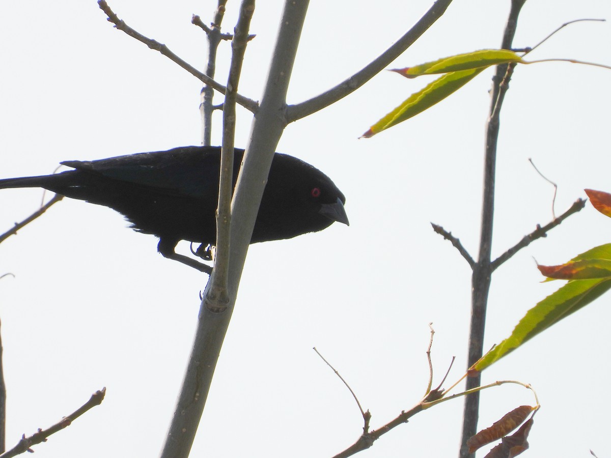 Bronzed Cowbird - Javier Lucio