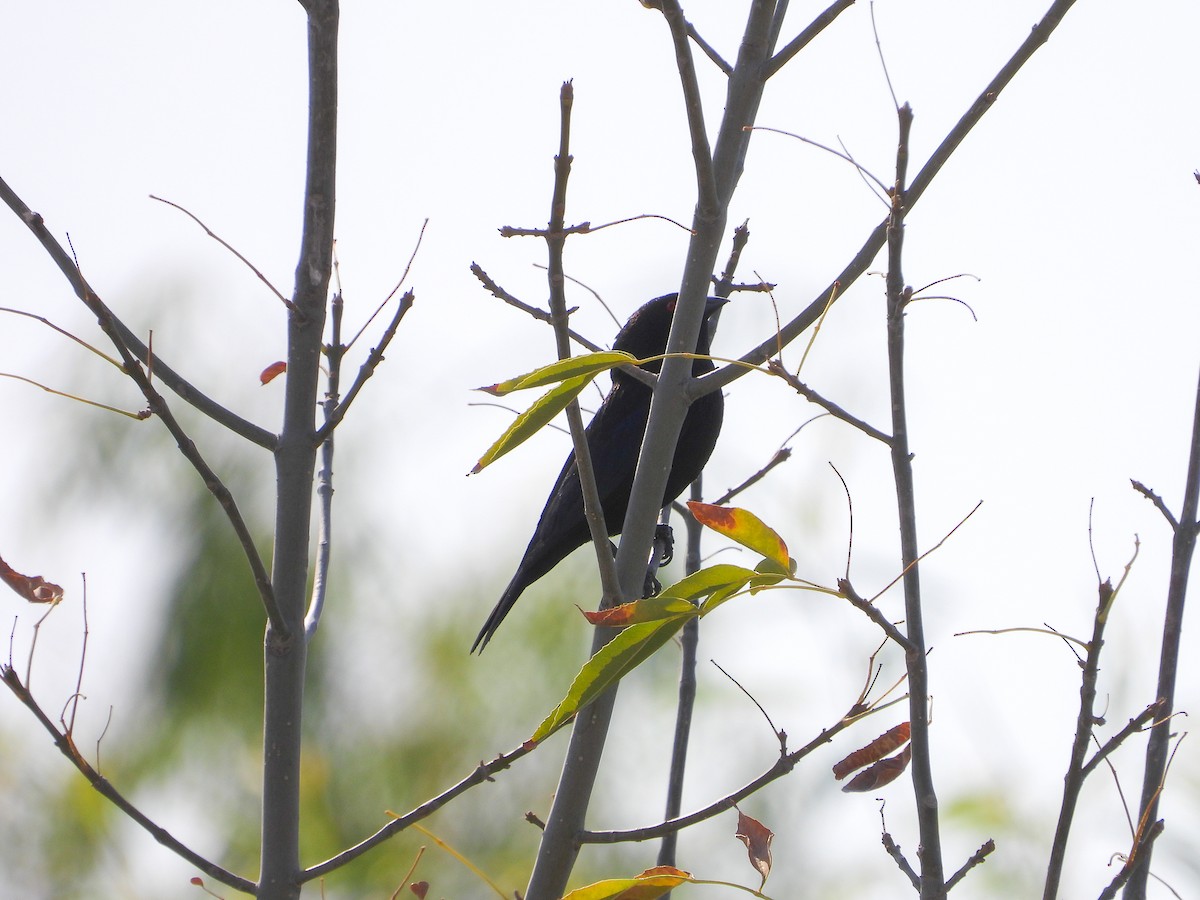 Bronzed Cowbird - Javier Lucio