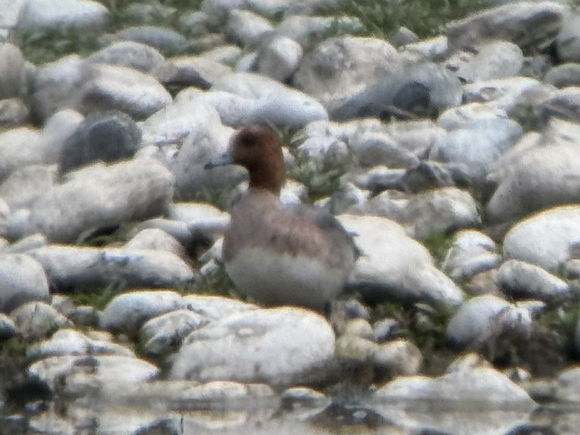 hvízdák eurasijský - ML619625044