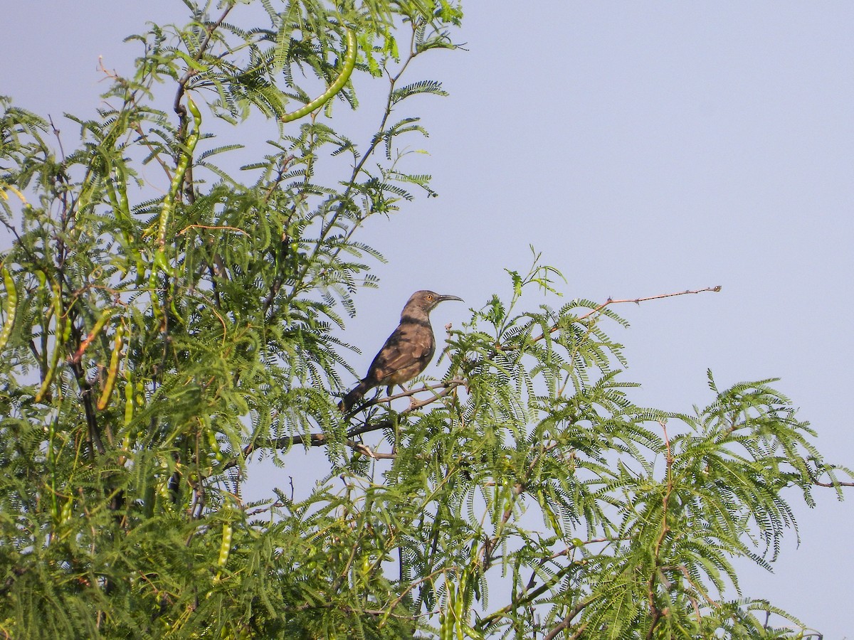 Curve-billed Thrasher - Javier Lucio