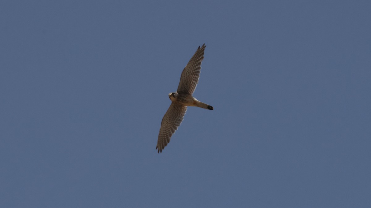 Eurasian Kestrel - Oscar T.C.