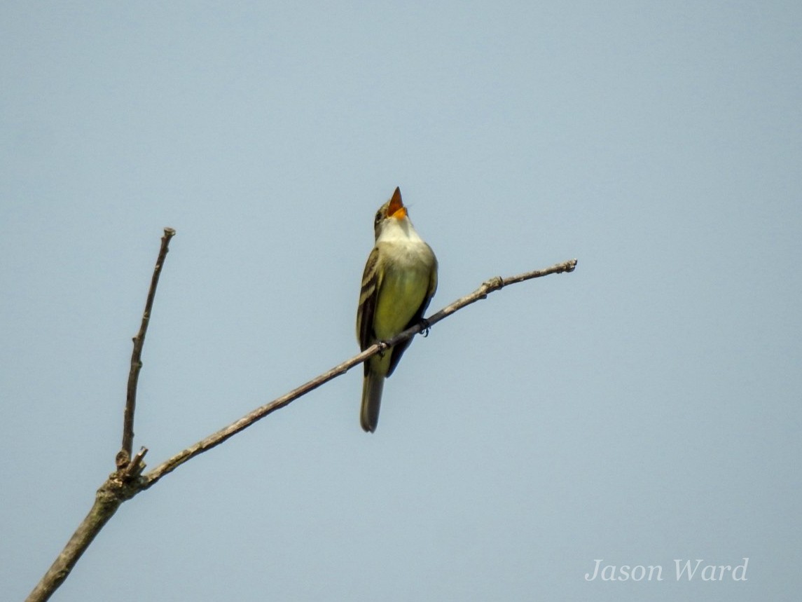 Willow Flycatcher - ML619625051