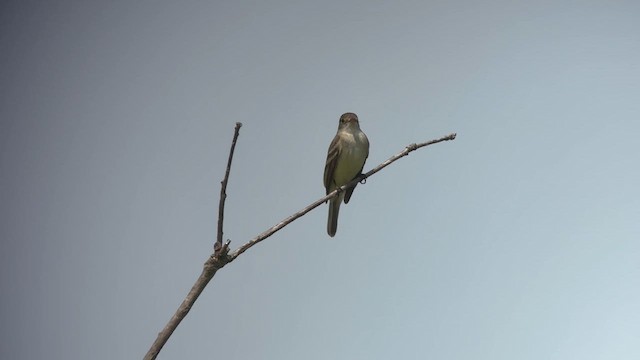 Willow Flycatcher - ML619625053