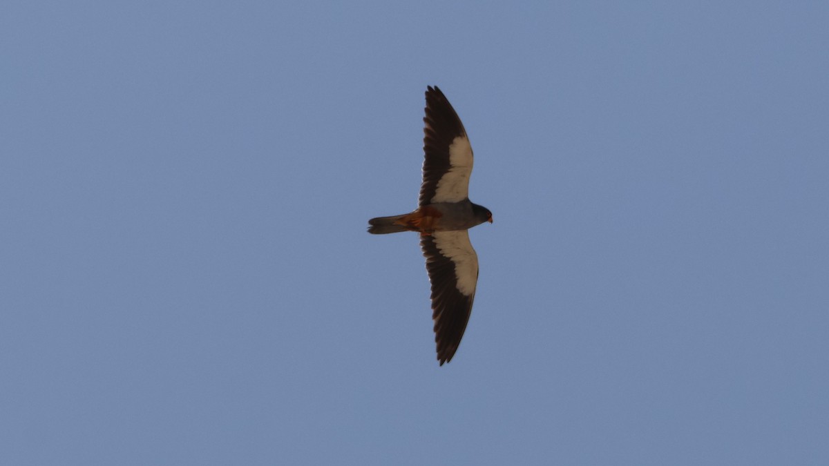 Amur Falcon - ML619625054