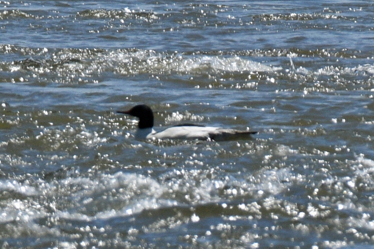 Common Merganser - Jim Ivett