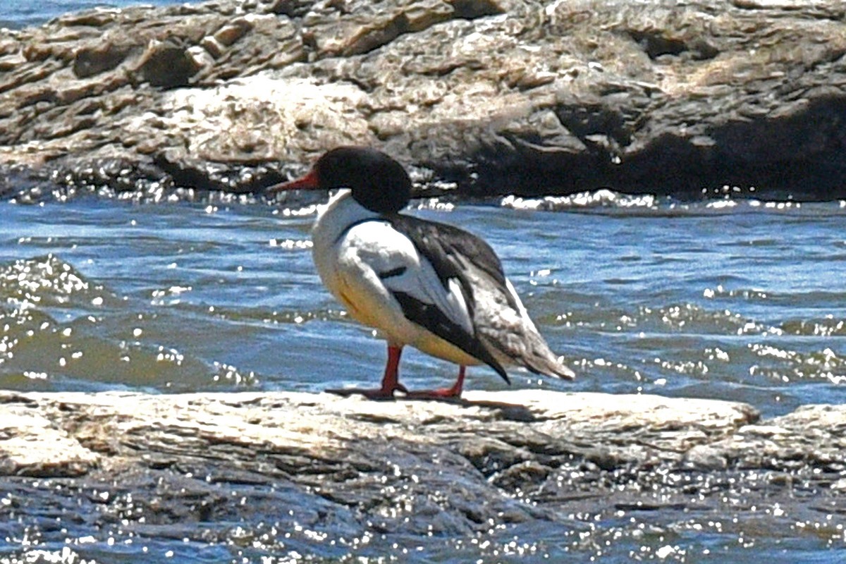 Common Merganser - Jim Ivett