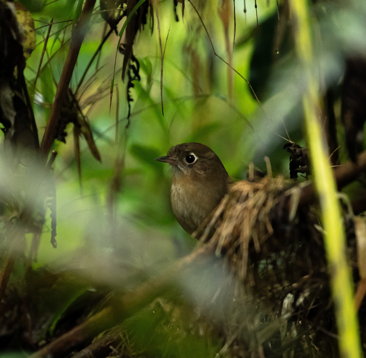 Perija Antpitta - Breiner  Tarazona