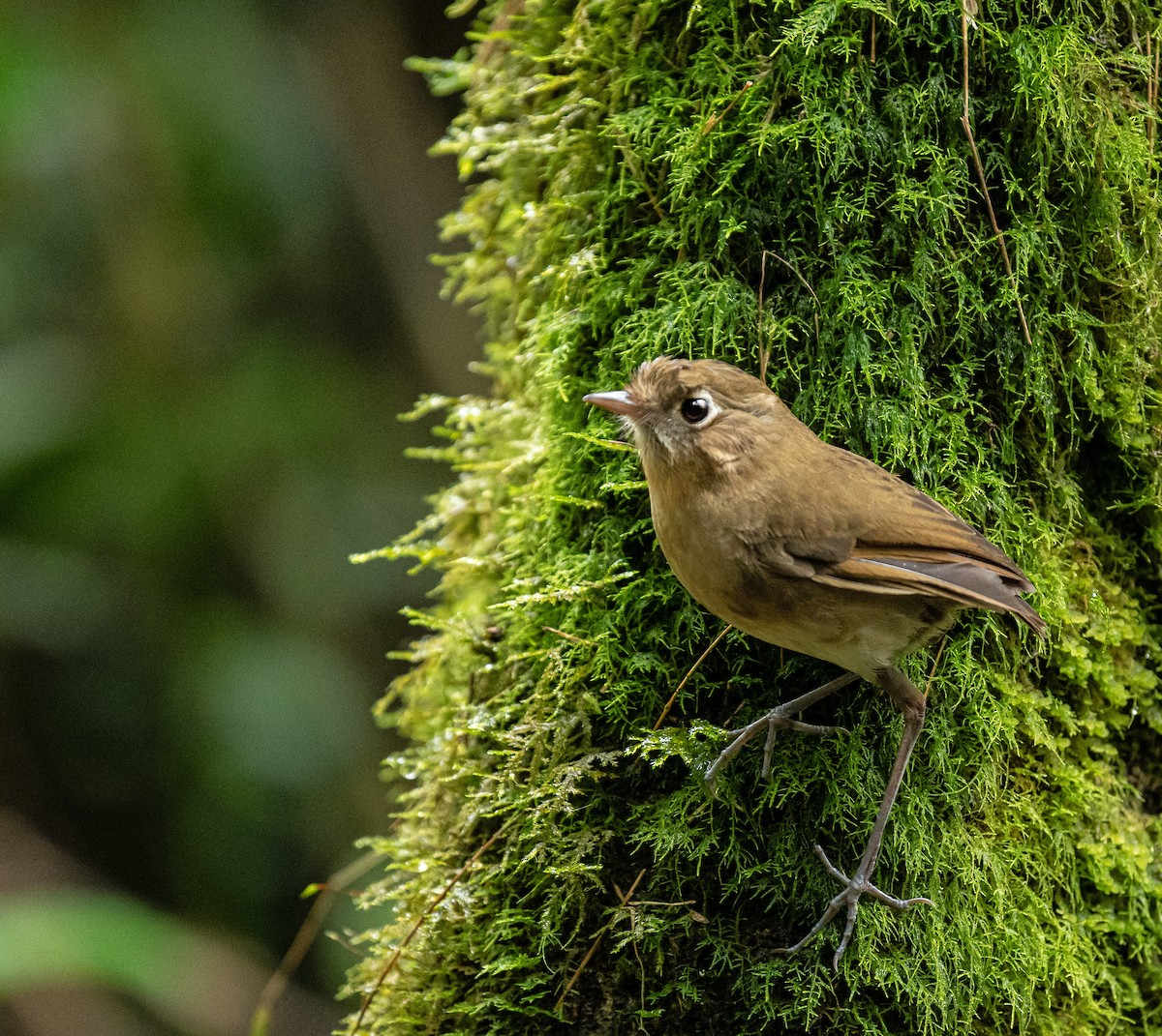 Perija Antpitta - ML619625062