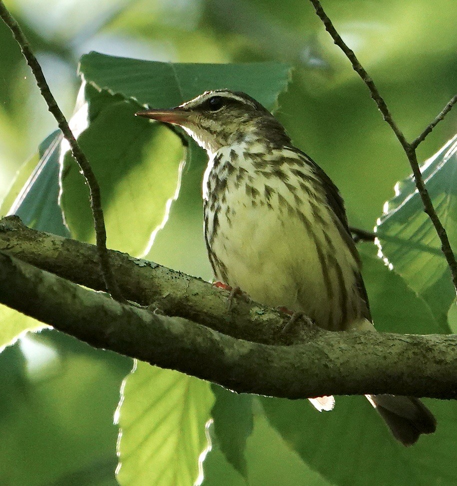 Louisiana Waterthrush - Julie Smith