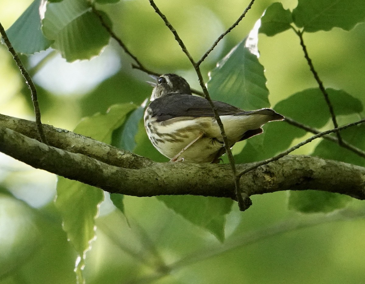 Louisiana Waterthrush - Julie Smith