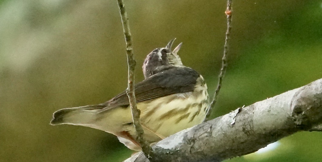 Louisiana Waterthrush - Julie Smith