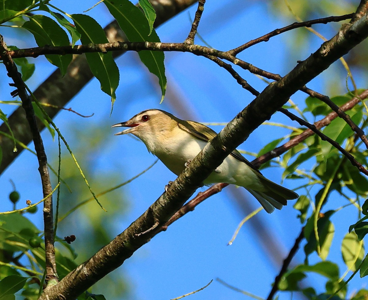 rødøyevireo - ML619625078