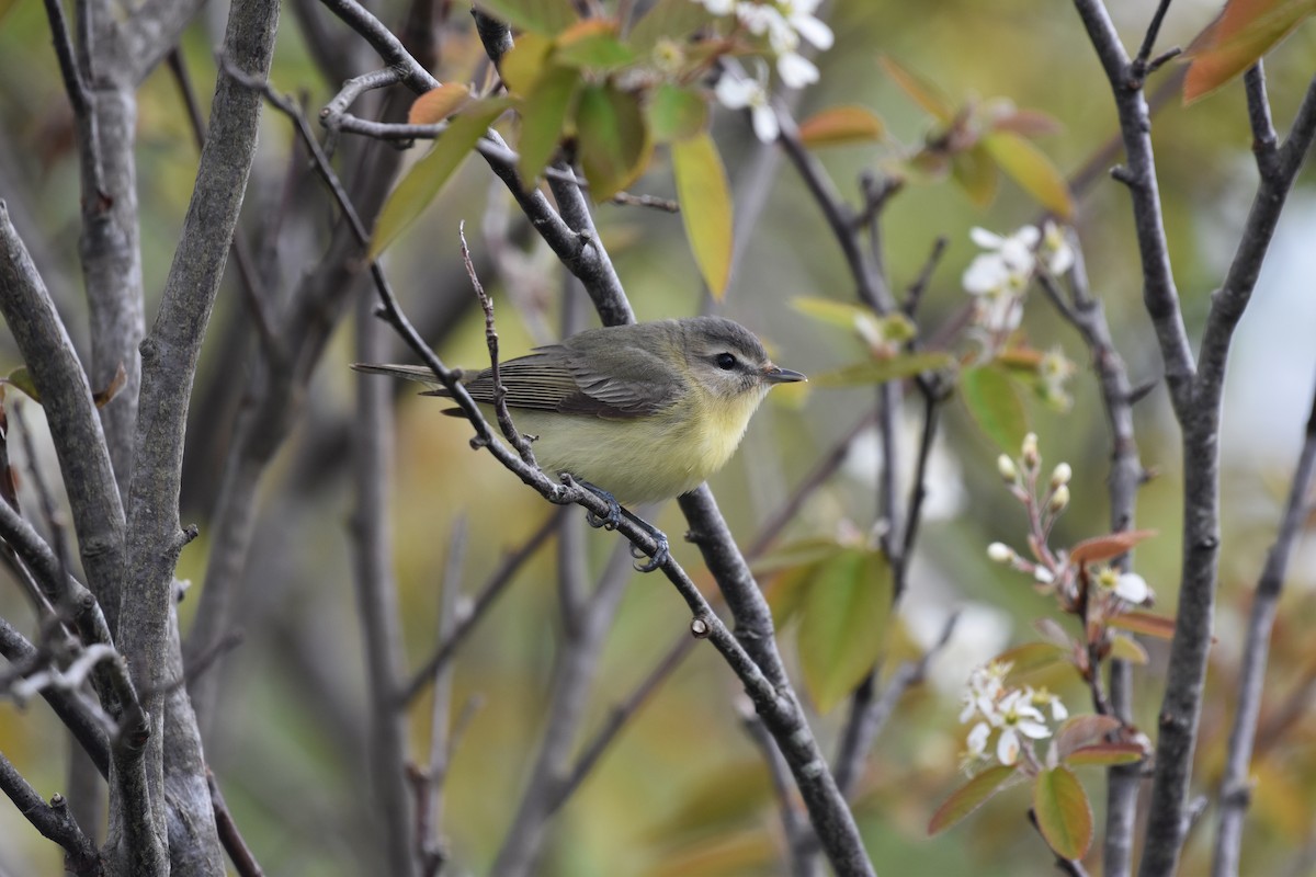 Philadelphia Vireo - Shauna Rasband