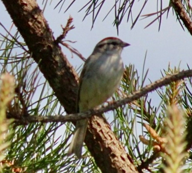 Chipping Sparrow - Adrien C