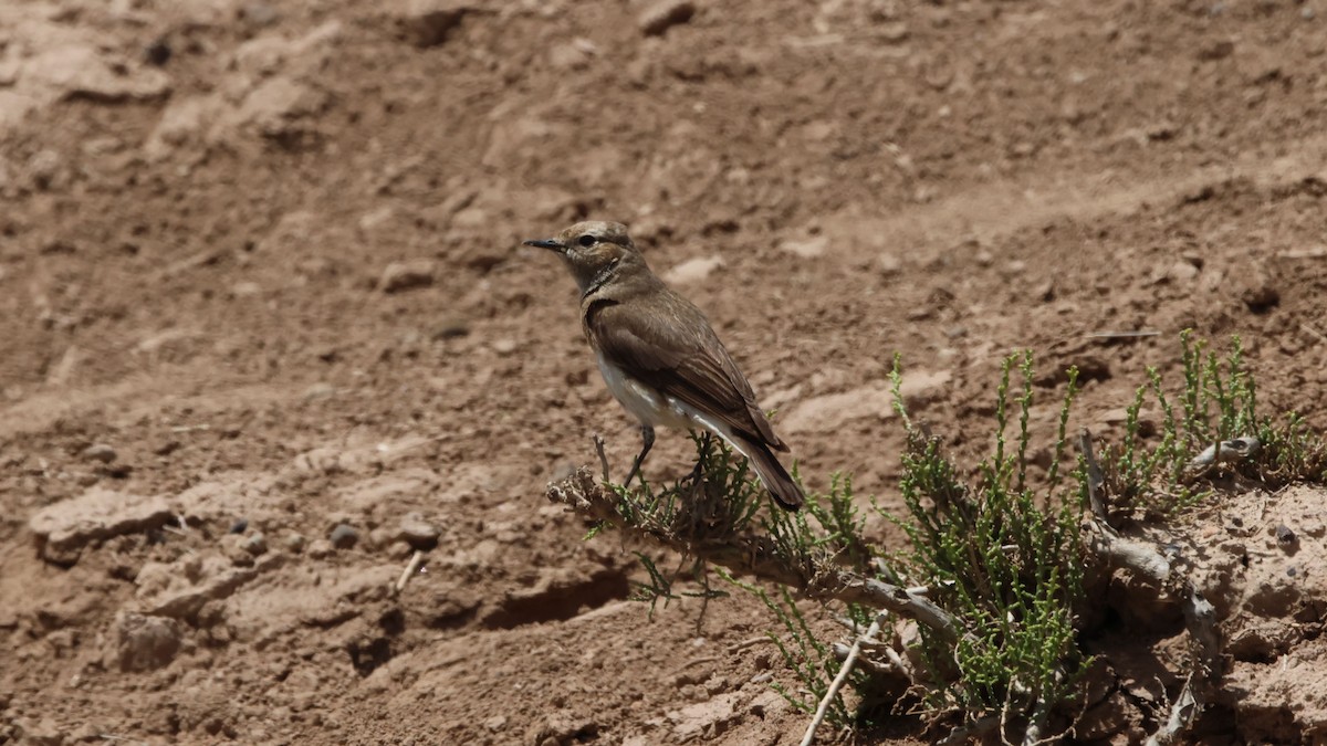 Pied Wheatear - ML619625089