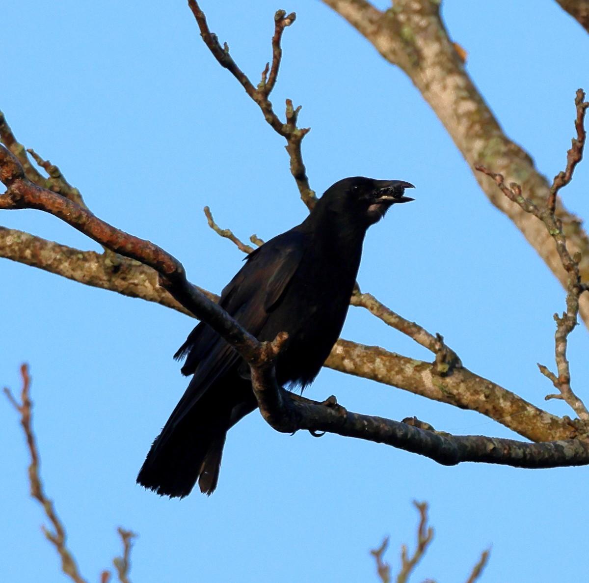 American Crow - ML619625090