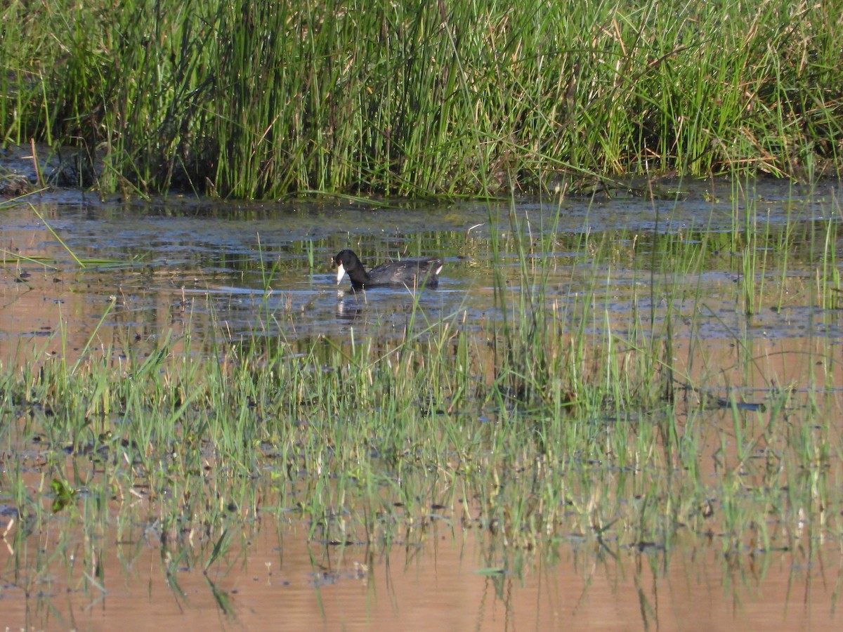 American Coot - Mark Donahue