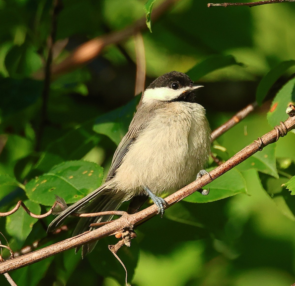 Carolina Chickadee - Nik Teichmann