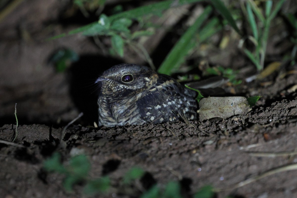 Little Nightjar - Miguel Podas