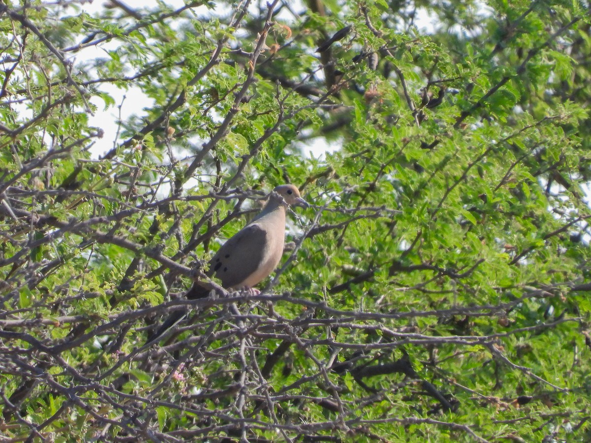 Mourning Dove - Javier Lucio