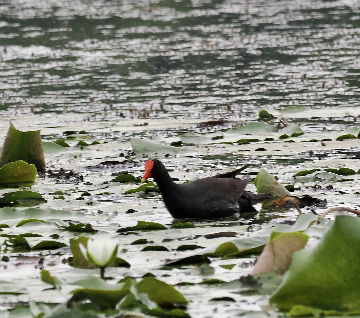 Common Gallinule - Amy Koch