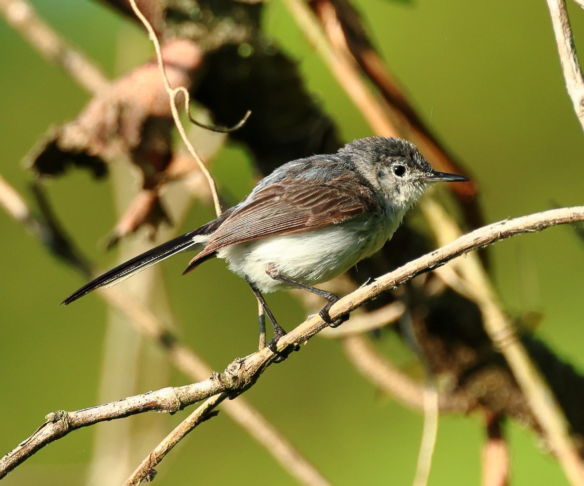 Blue-gray Gnatcatcher - ML619625116