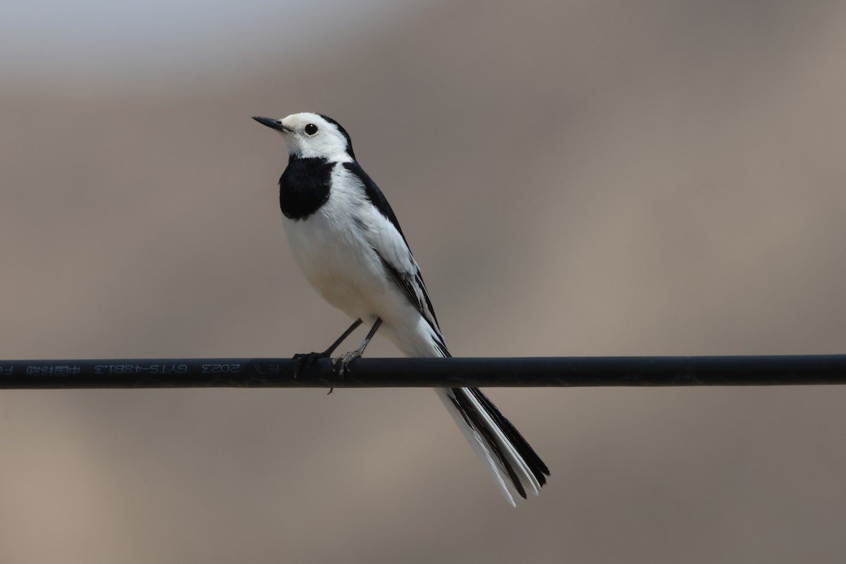 White Wagtail - ML619625118