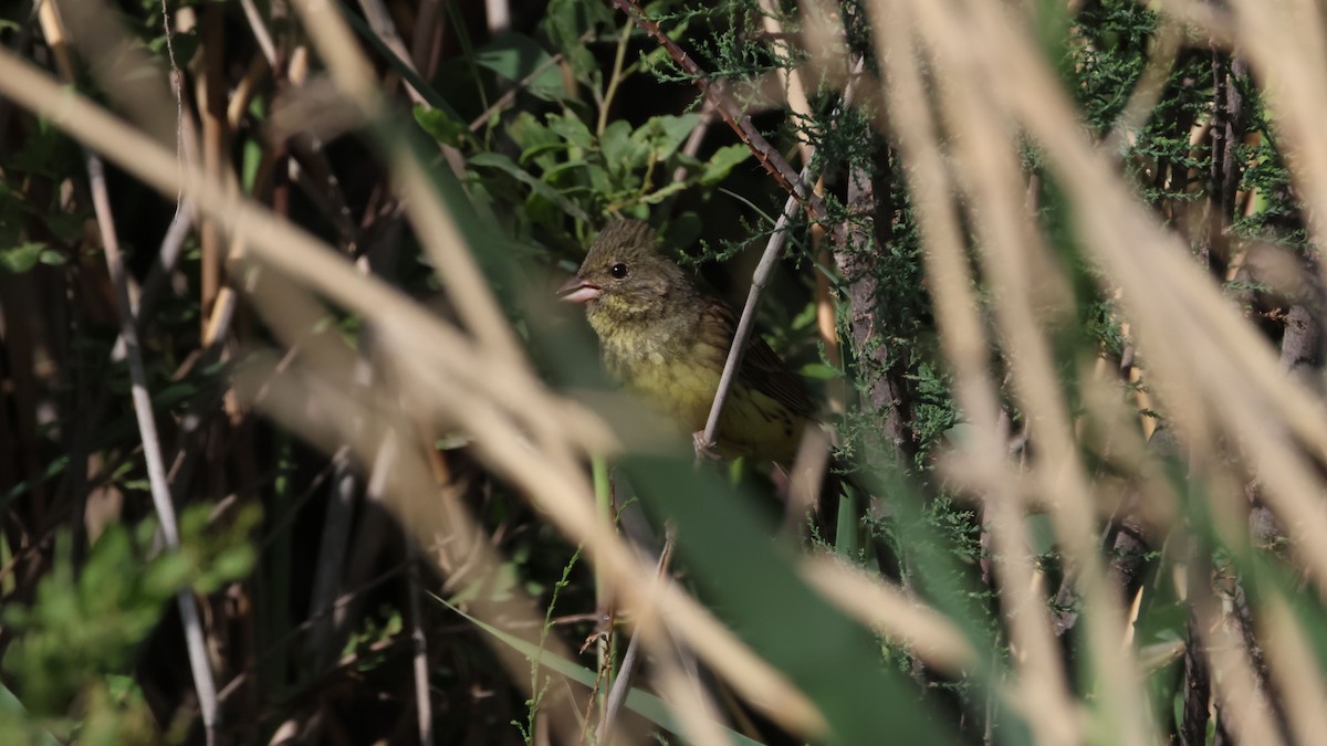 Black-faced Bunting - ML619625127