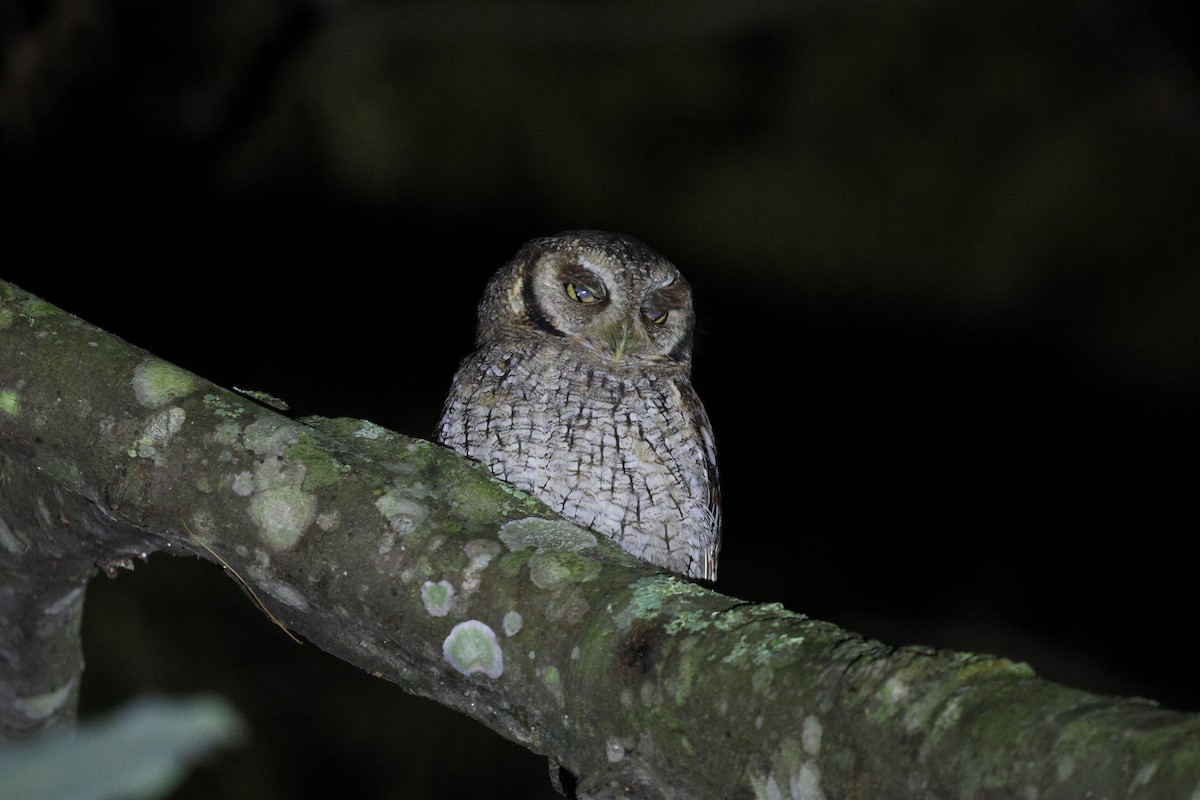 Tropical Screech-Owl - ML619625128