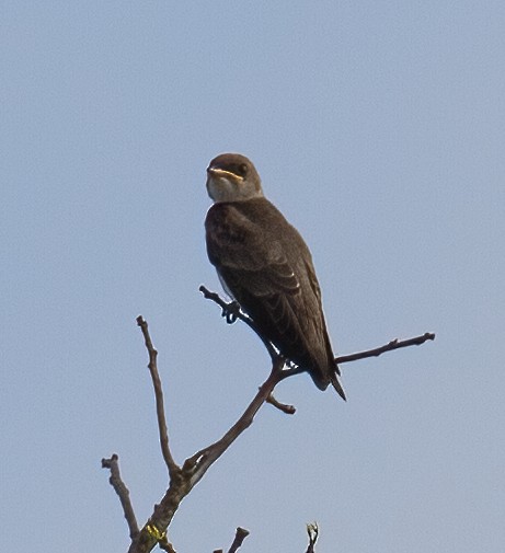 Brown-chested Martin - José Martín