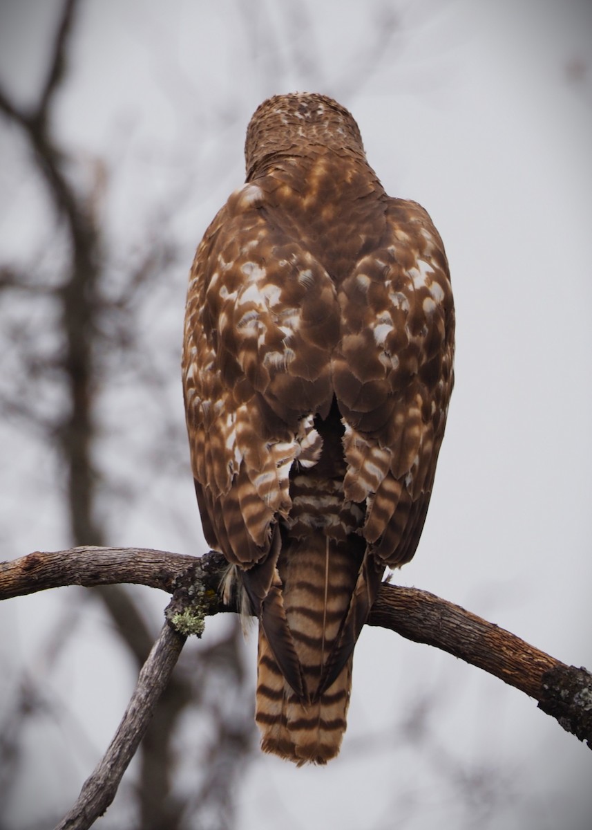 Red-tailed Hawk - ML619625136