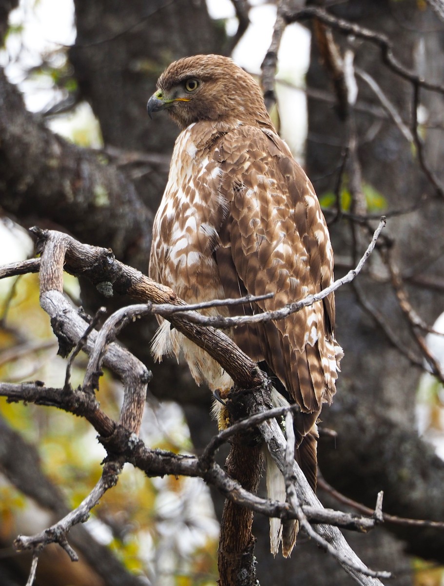 Red-tailed Hawk - ML619625137